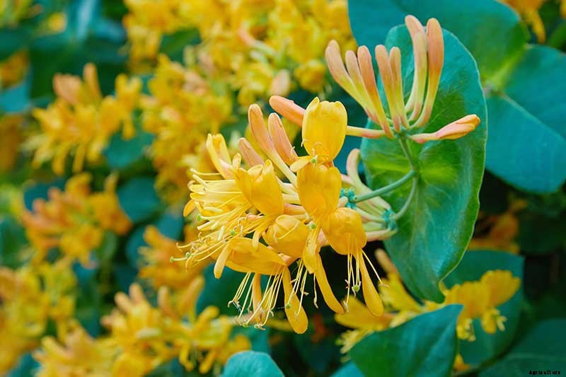How to Grow Colorful, Fragrant Honeysuckle
