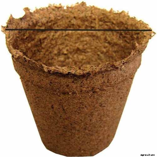 How to Grow Colorful, Fragrant Honeysuckle