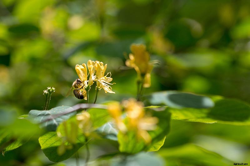 How to Grow Colorful, Fragrant Honeysuckle