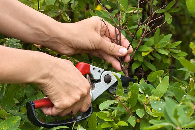 How to Grow Colorful, Fragrant Honeysuckle