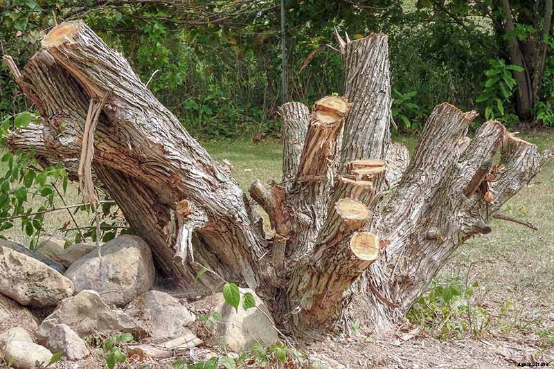 How to Grow Colorful, Fragrant Honeysuckle