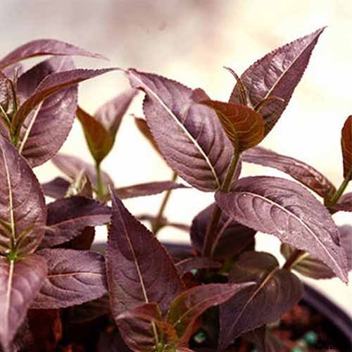 How to Grow Colorful, Fragrant Honeysuckle