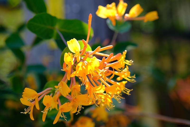 How to Grow Colorful, Fragrant Honeysuckle