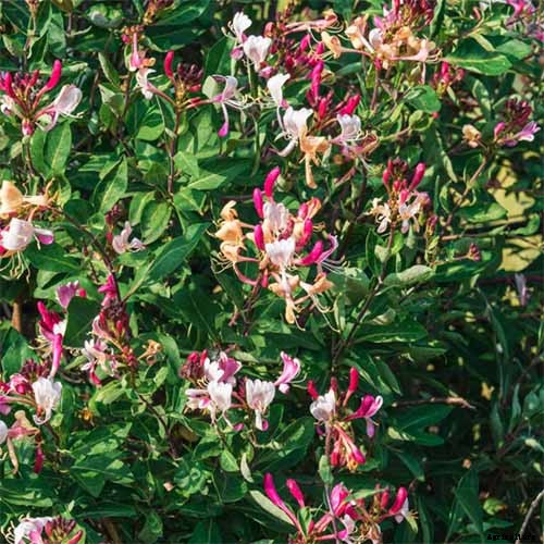How to Grow Colorful, Fragrant Honeysuckle