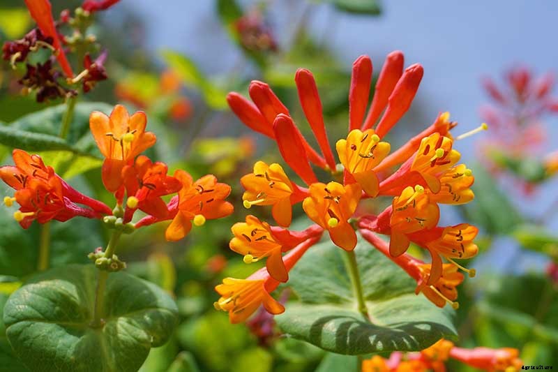 How to Grow Colorful, Fragrant Honeysuckle