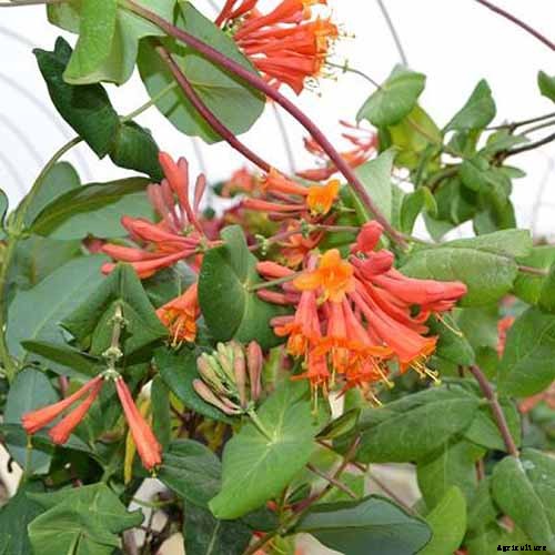 How to Grow Colorful, Fragrant Honeysuckle