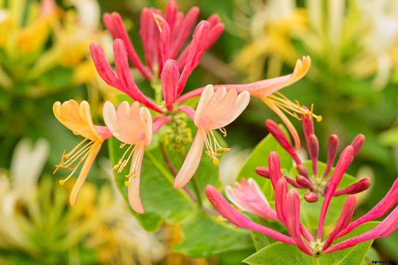 How to Grow Colorful, Fragrant Honeysuckle