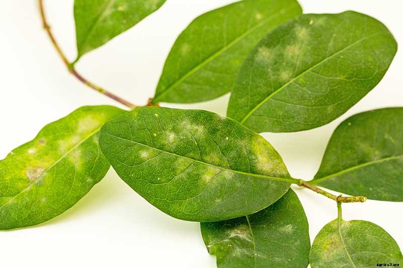 How to Grow Colorful, Fragrant Honeysuckle