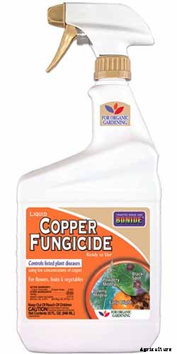 How to Grow Colorful, Fragrant Honeysuckle