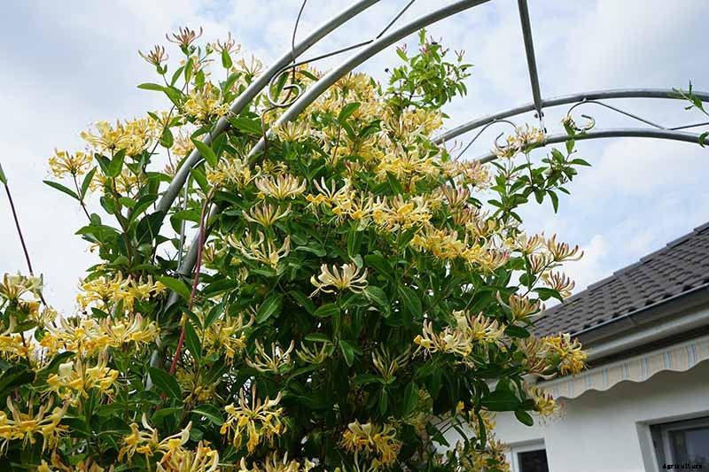 How to Grow Colorful, Fragrant Honeysuckle