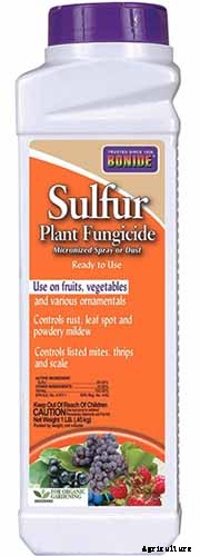 How to Grow Colorful, Fragrant Honeysuckle