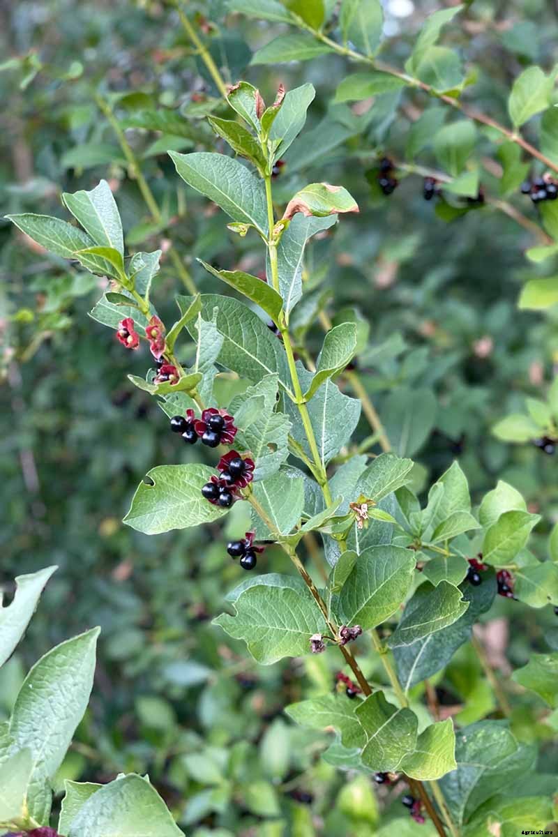 How to Grow Colorful, Fragrant Honeysuckle