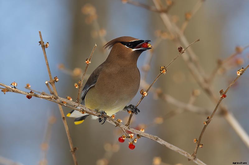 How to Grow Colorful, Fragrant Honeysuckle