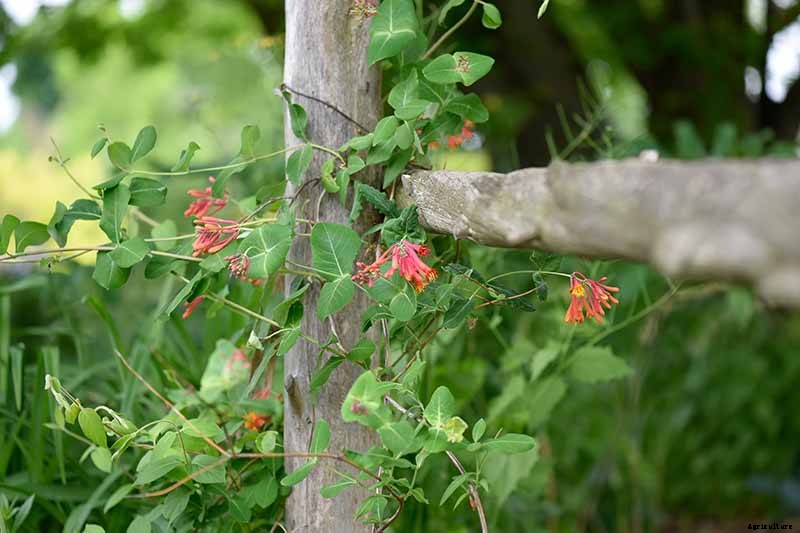 How to Grow Colorful, Fragrant Honeysuckle