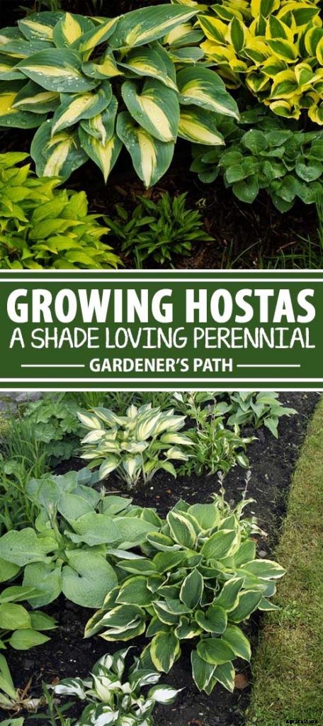 How to Grow Hostas: A Favorite Shade Loving Perennial