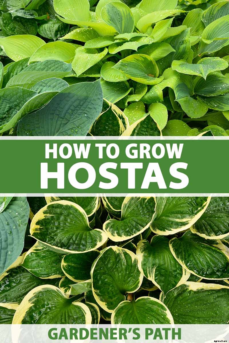 How to Grow Hostas: A Favorite Shade Loving Perennial