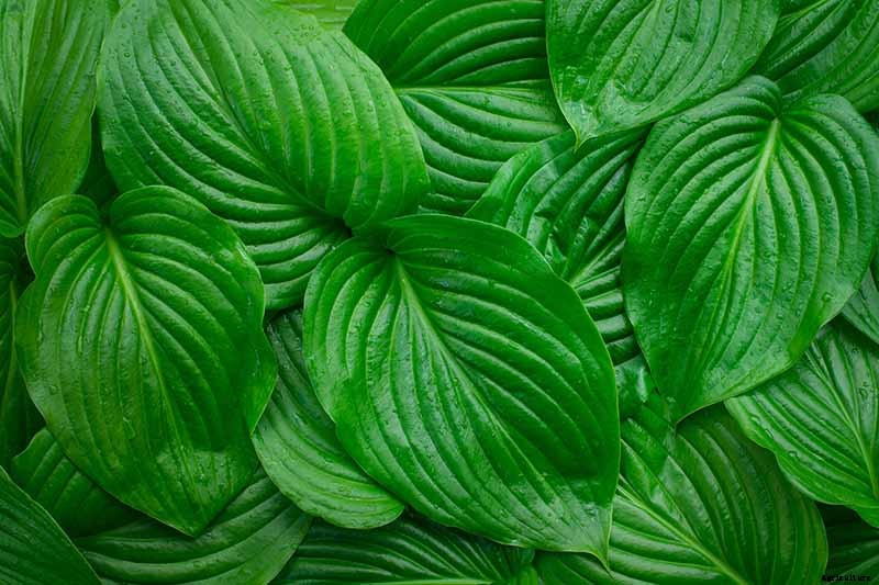 How to Grow Hostas: A Favorite Shade Loving Perennial