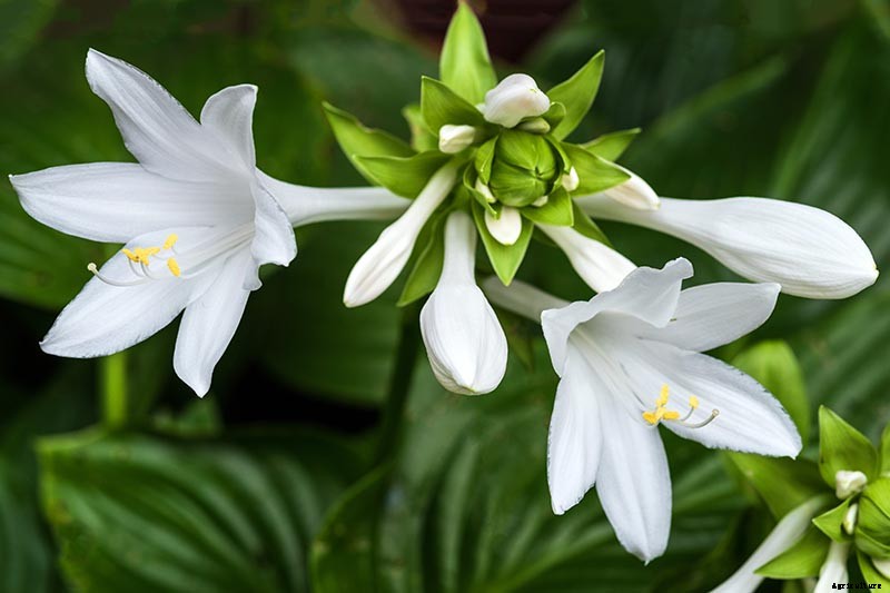 How to Grow Hostas: A Favorite Shade Loving Perennial