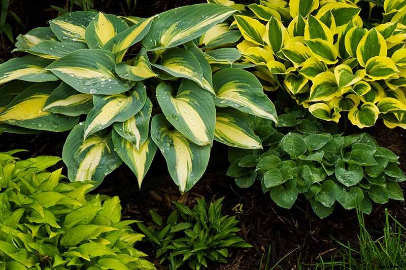 How to Grow Hostas: A Favorite Shade Loving Perennial