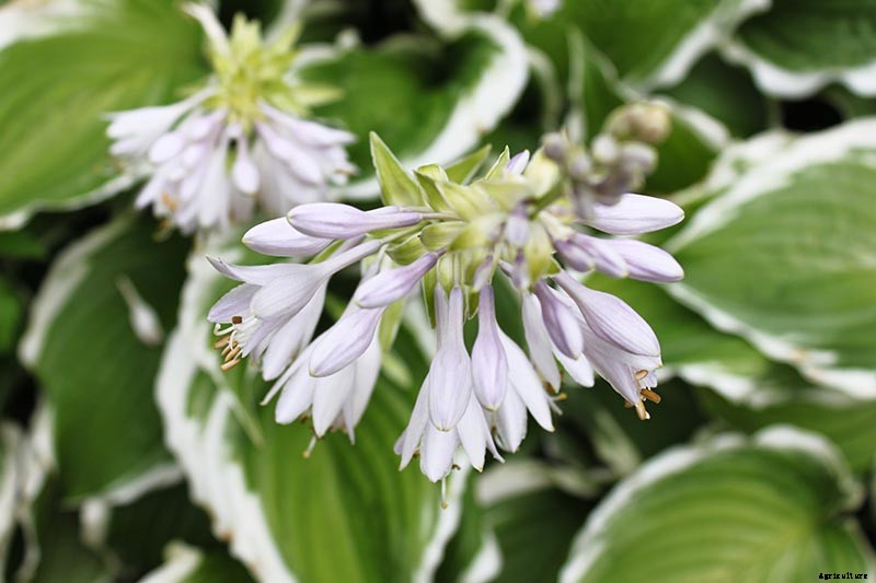 How to Grow Hostas: A Favorite Shade Loving Perennial