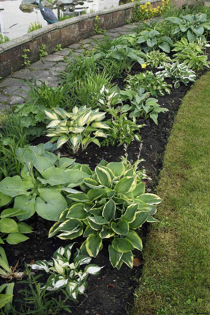 How to Grow Hostas: A Favorite Shade Loving Perennial