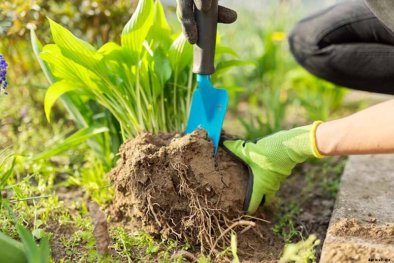 How to Grow Hostas: A Favorite Shade Loving Perennial