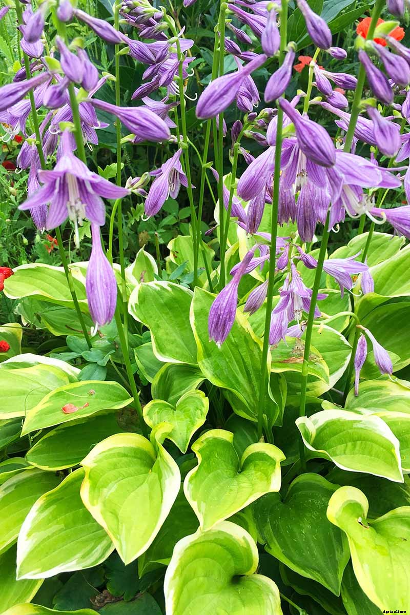 How to Grow Hostas: A Favorite Shade Loving Perennial