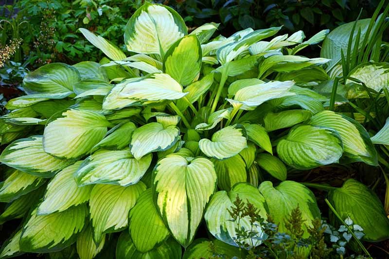 How to Grow Hostas: A Favorite Shade Loving Perennial