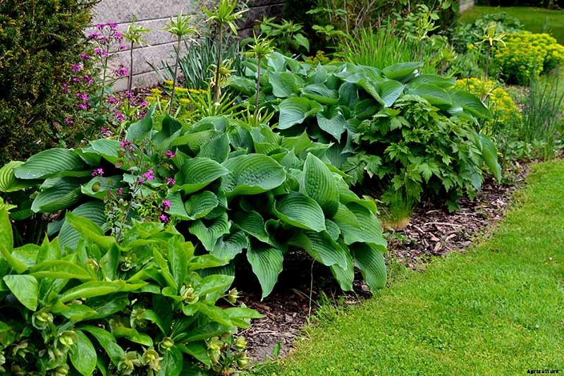 How to Grow Hostas: A Favorite Shade Loving Perennial