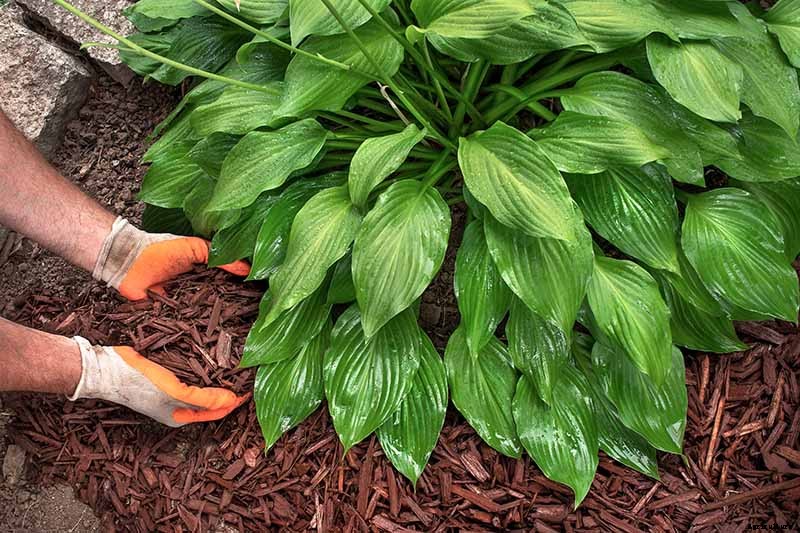 How to Grow Hostas: A Favorite Shade Loving Perennial