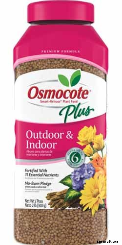 How to Grow Hostas: A Favorite Shade Loving Perennial