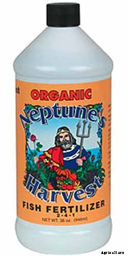 How to Grow Hostas: A Favorite Shade Loving Perennial