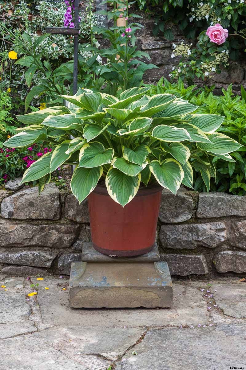 How to Grow Hostas: A Favorite Shade Loving Perennial
