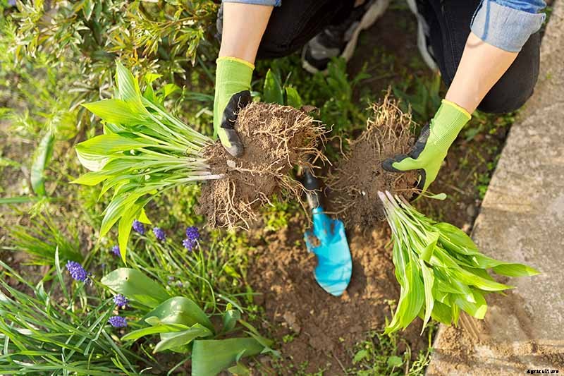 How to Grow Hostas: A Favorite Shade Loving Perennial