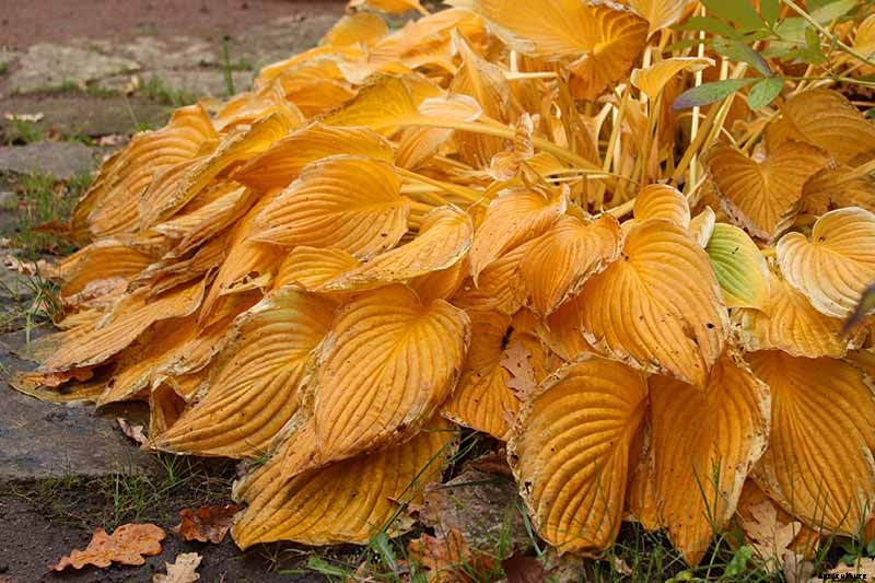 How to Grow Hostas: A Favorite Shade Loving Perennial