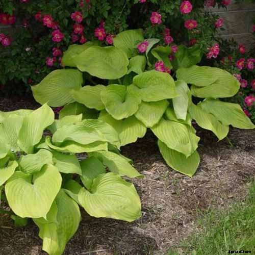 How to Grow Hostas: A Favorite Shade Loving Perennial