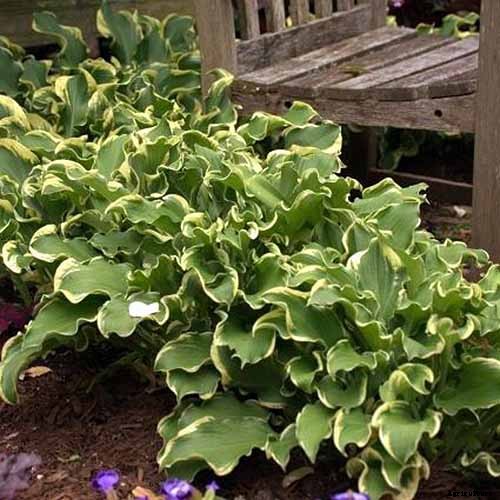 How to Grow Hostas: A Favorite Shade Loving Perennial