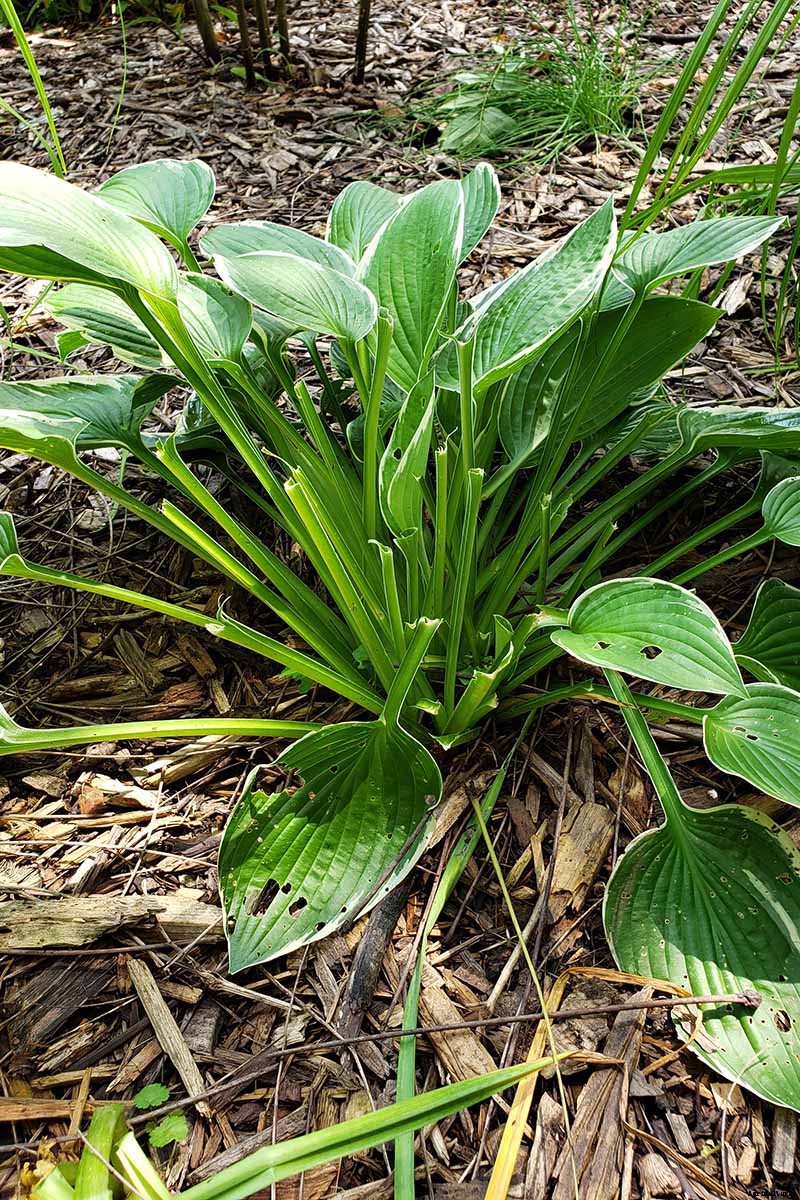 How to Grow Hostas: A Favorite Shade Loving Perennial
