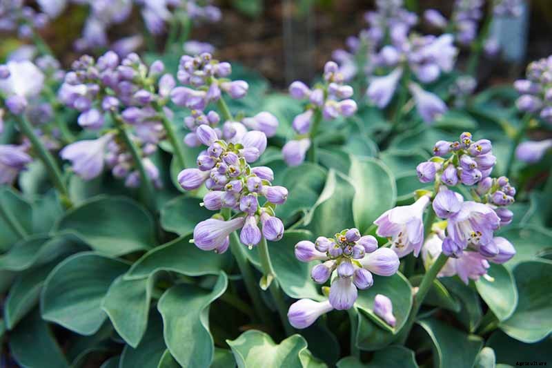 How to Grow Hostas: A Favorite Shade Loving Perennial