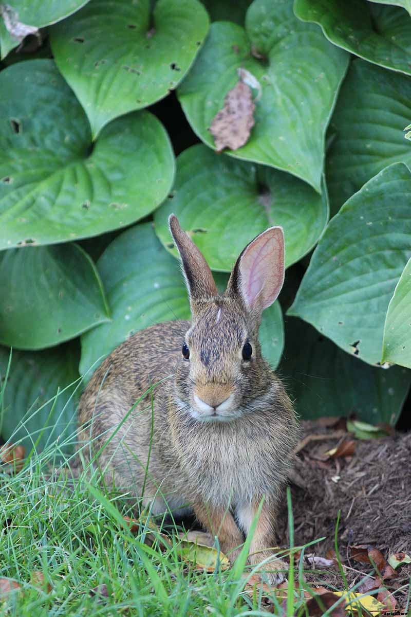 How to Grow Hostas: A Favorite Shade Loving Perennial