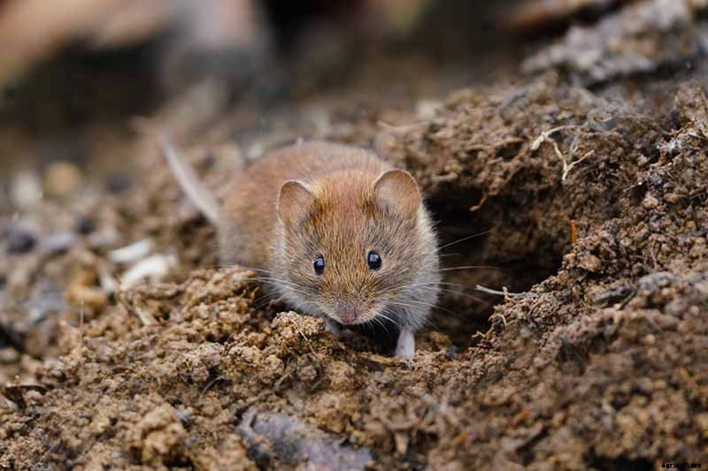 How to Grow Hostas: A Favorite Shade Loving Perennial