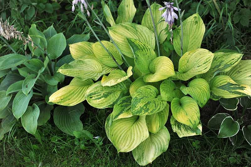 How to Grow Hostas: A Favorite Shade Loving Perennial