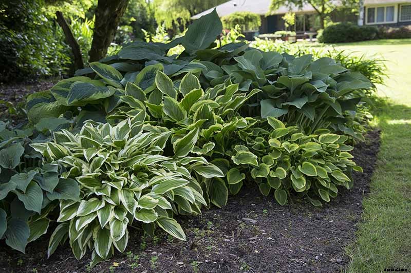 How to Grow Hostas: A Favorite Shade Loving Perennial
