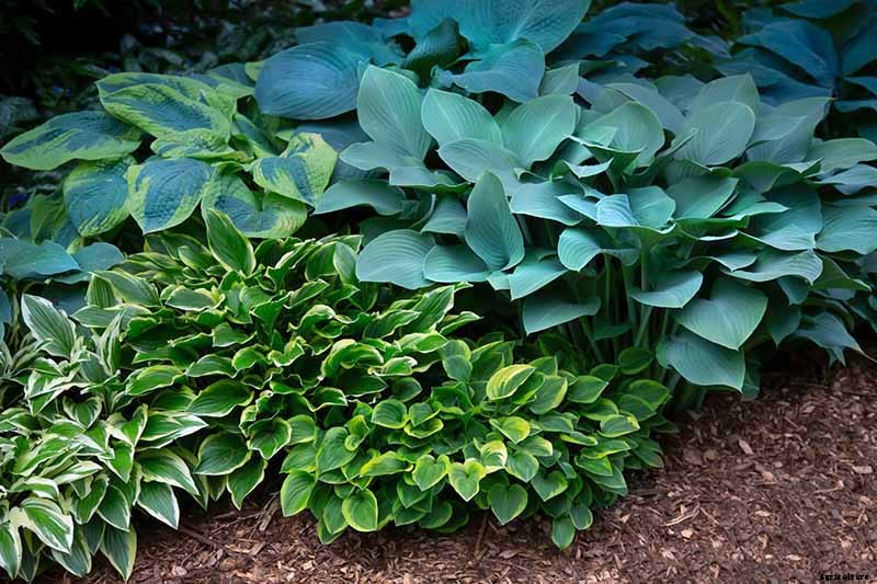 How to Grow Hostas: A Favorite Shade Loving Perennial