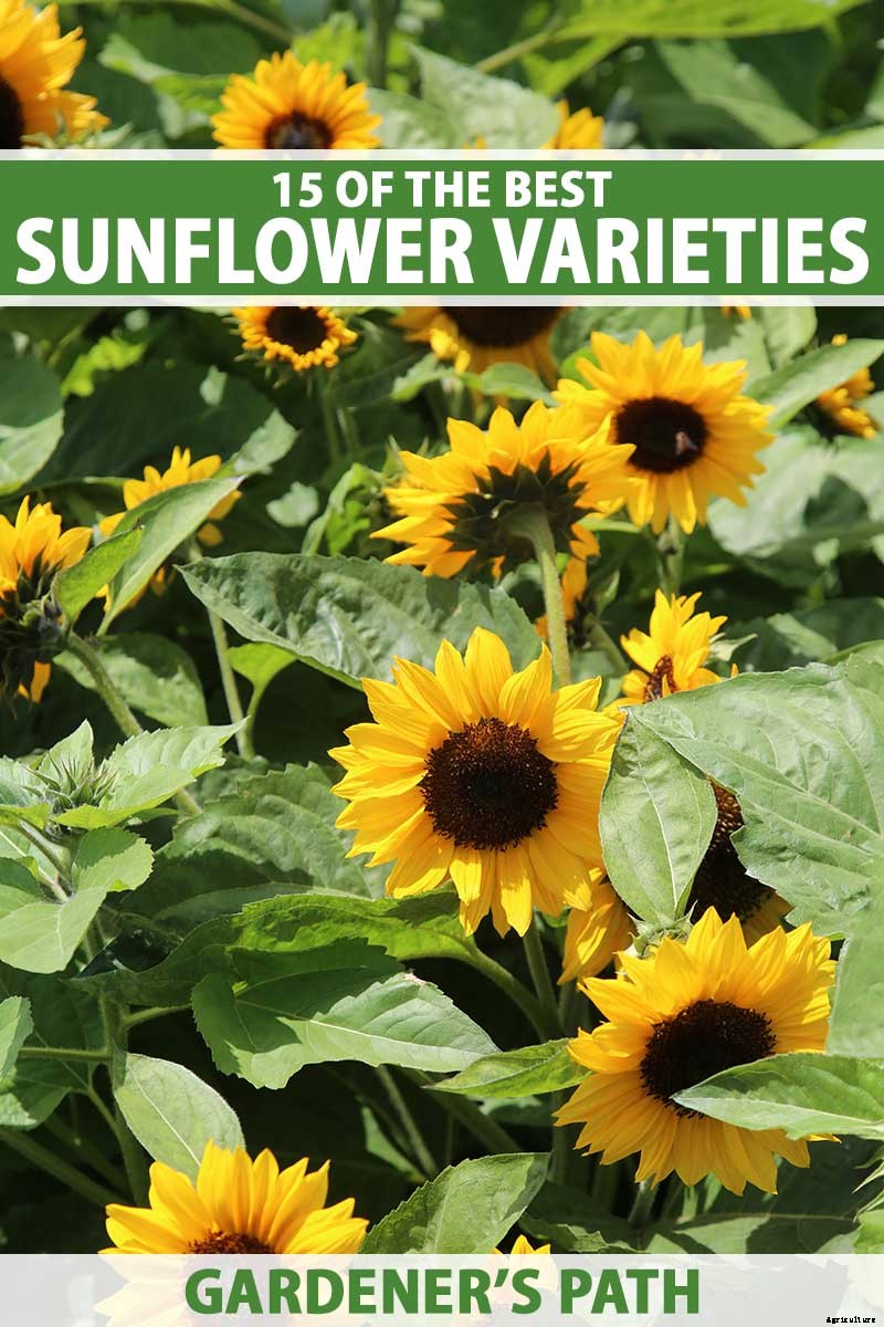 Here Comes the Sun: 15 Popular Sunflower Varieties