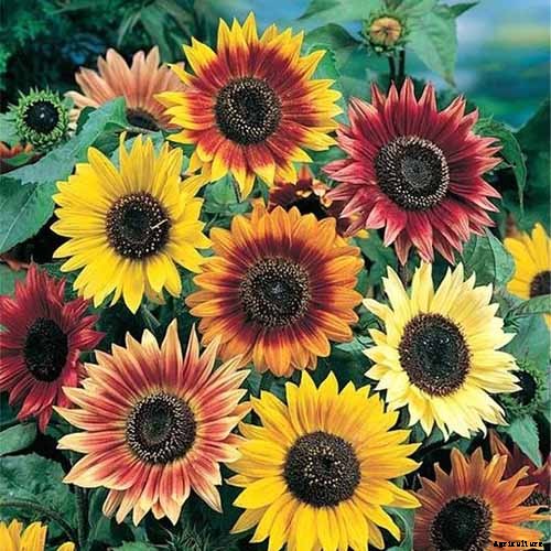 Here Comes the Sun: 15 Popular Sunflower Varieties