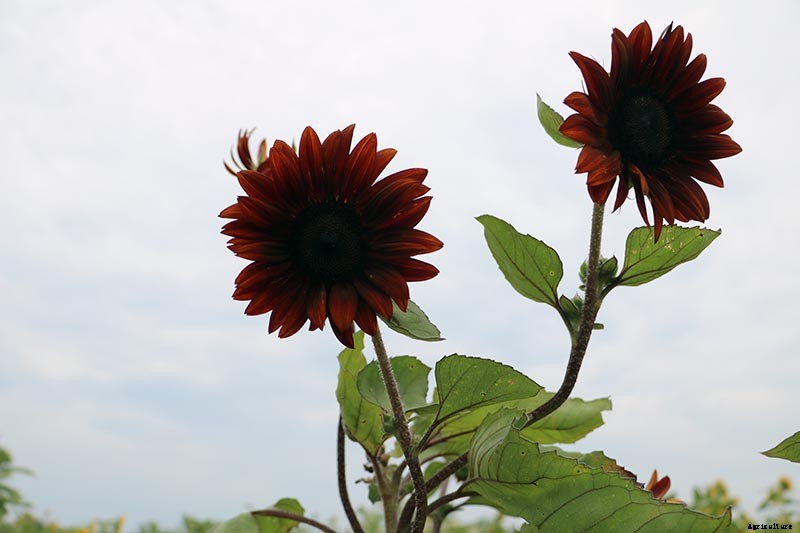 Here Comes the Sun: 15 Popular Sunflower Varieties