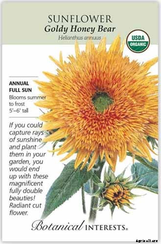 Here Comes the Sun: 15 Popular Sunflower Varieties