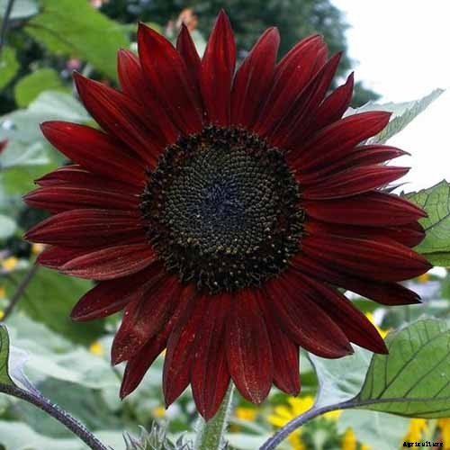 Here Comes the Sun: 15 Popular Sunflower Varieties