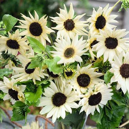 Here Comes the Sun: 15 Popular Sunflower Varieties